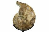 Cretaceous Ammonite (Mammites) Fossil with Metal Stand - Morocco #164220-1